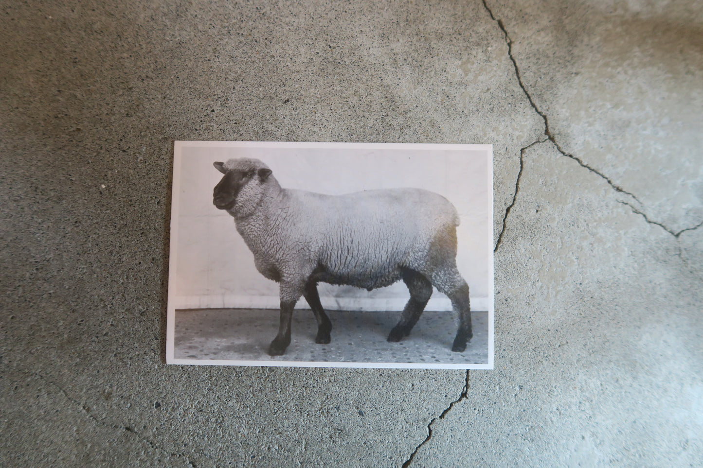 card---selected cards