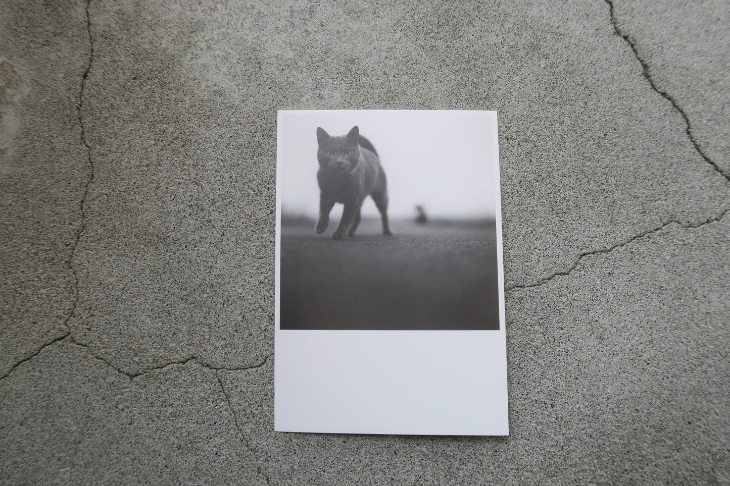 card---selected cards--2026